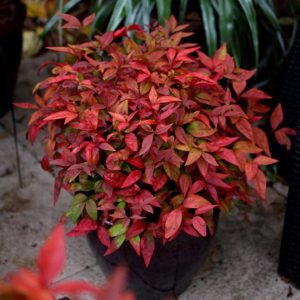 Fleur japonaise rouge Nandina BLUSH PINK